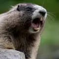 Marmota Problemática-marmotaproblematica