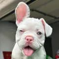 Phoebe The Frenchie-phoebethefrenchie1