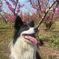 Troia🐾🌸-troia_bordercollie