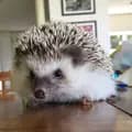 Dean The Hedgehog-dean.the.hedgie