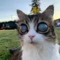 Mooneyes-picoblindcat