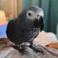Кроша серый попугай 🐦-kroshapti