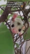 Amazing Sugar Glider-amazingsugarglider