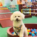 judo-judothebichonfrise