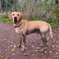 Bailey the Labrador-labradorbs