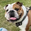 Stubby The Bulldog-stubbythebulldog