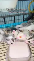 Amazing Sugar Glider-amazingsugarglider