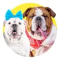 Bulldogs Borges e Mafalda-borgesmafaldabulldogs