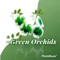 Green Orchids-greenorchids1
