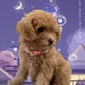 Willow The Poodle-willowthepoodlle