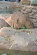 Capybara Zen-hicapybara