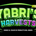 Ismael Rodriguez Moyet-yabrisharvest