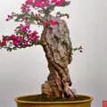 Xuân bonsai-xuanbonsai