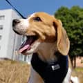 Beagle Bruce-beagledf