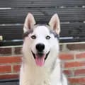 The Husky Enzo-thehuskyenzo