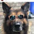 Tyson Retired Police Dog-support_retired_legends