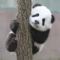 l69caysonedwards-favorite.panda