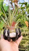 TheDrunkenGnome-thedrunkengnomeairplants