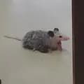 ailish-cute.opossum