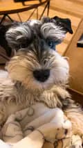 Farmhouse Schnauzers-farmhouseschnauzers