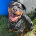 Rocky-rocky_rott