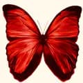 Ruby Butterfly-rubybutterflyyy