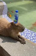 Capybara Zen-hicapybara