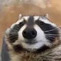 Raccoon Music Videos-racoonmusicvideos