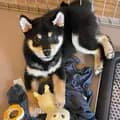 uni toy box-uni_shib