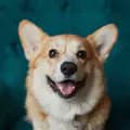 Корги Варди-corgi.vardi