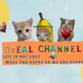 Oyeal Channel-oyealhappycat