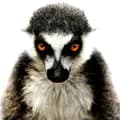 ЛЕМУР-lemur_lite