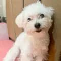 Whisky Maltipoo 🐶-whiskymaltipoo