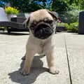 Pug Named Pancake-pugnamedpancake