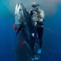 Spearfishing lovers 🐬🤍-diver.hunter