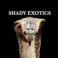 Tim Shady-shady.exotics