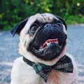 MrDexterPug-mrdexterpug