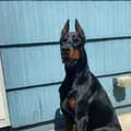 Onyx.doberman-onyx.doberman