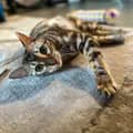 Mylo The Marble Bengal-mylo_the_marble_bengal