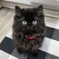 Wynn the Persian Cat-wynnthepersiancat