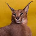 Pumba Caracal-pumbacaracalofficial