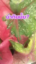 อยากมีคลิปแมส-kuk1731