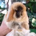 ฟาร์มกระต่ายสันกำแพง-skp_cm_rabbit