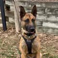 K9 Ares - Boone County, IL-therealk9ares