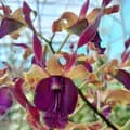 AAorchid-aa_orchid