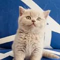 Hero the British Shorthair-herothebsh