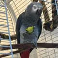 Coco - The Talking Parrot 🦜-cocotheparrot7