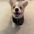 Tater-tater_thecorgi