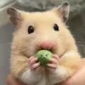 Hamster Cute ❤️-mayythichhamster