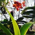 Hayati Orchid-hayatiorchid1